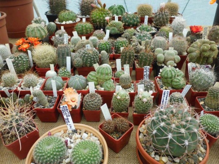 04.06.2018 - Výstava kaktusů a sukulentů 2018 - Jičín